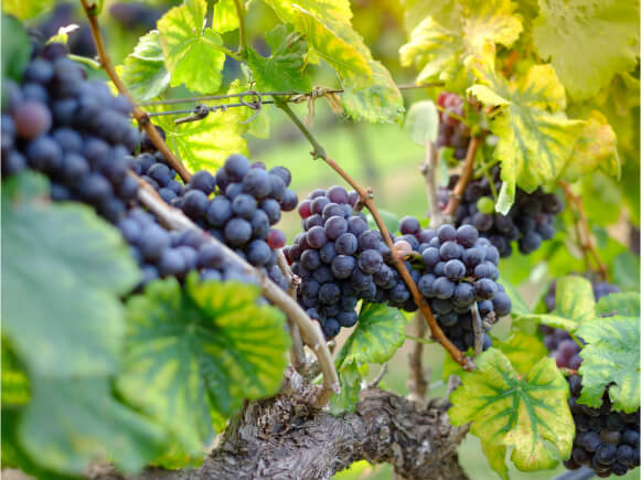 wine grapes vineyard